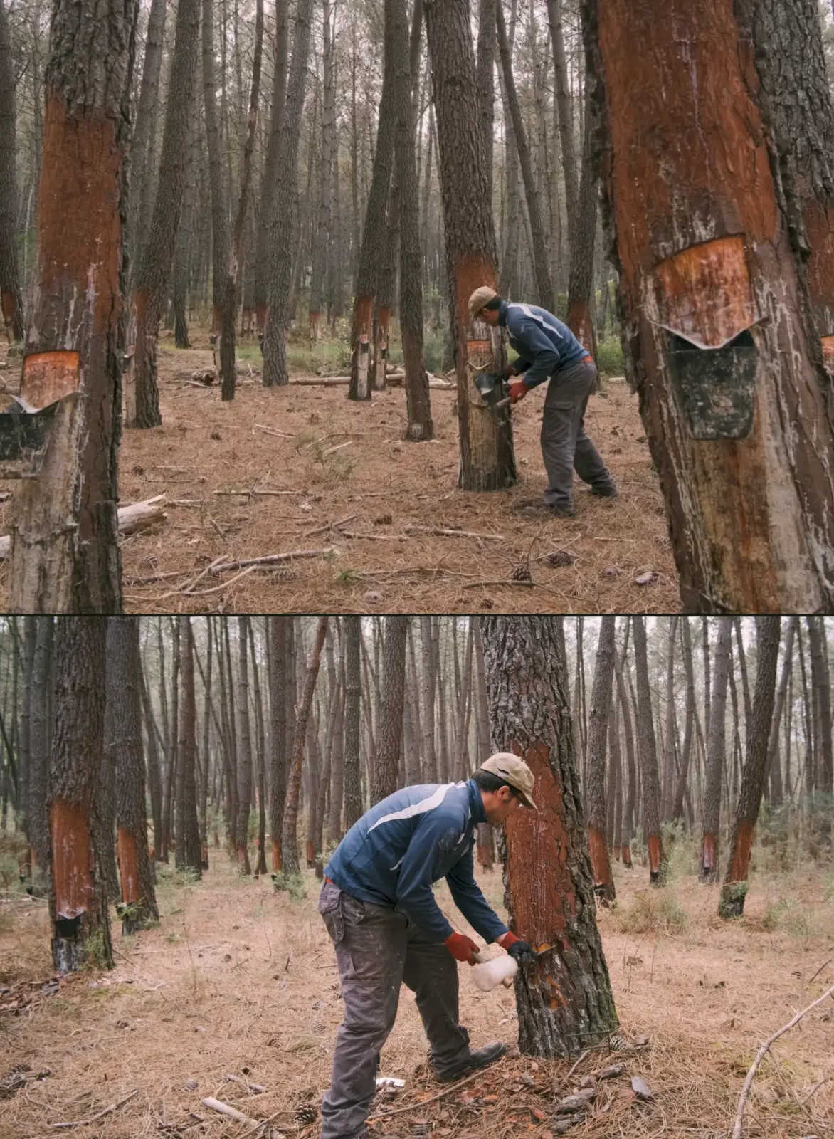 inforesina_4 Inforesina, información y docencia sobre el oficio de resinero y la resinación de los bosques en Galicia